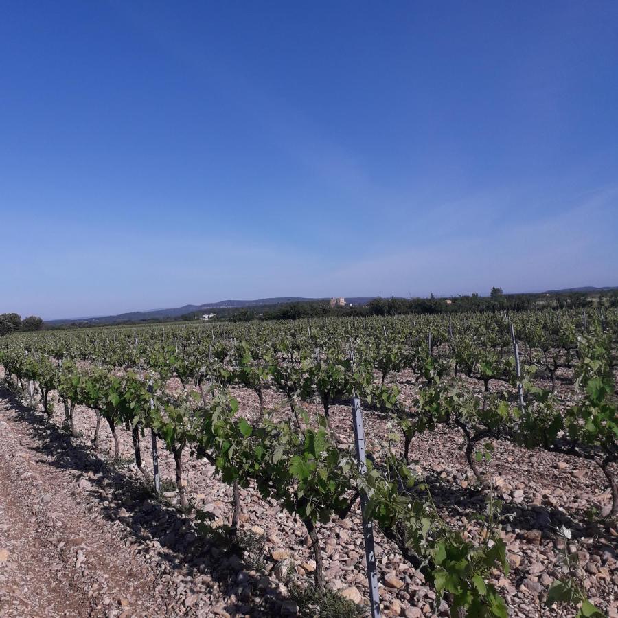 Vents D'Anges Bed & Breakfast Sainte-Cécile-les-Vignes Екстериор снимка